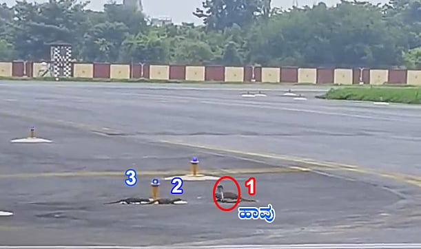 Patna Airport ರನ್ ವೇ ನಲ್ಲಿ ಬದ್ಧ ವೈರಿಗಳ ಕಾಳಗ: ನಾಗರ ಹಾವಿನ ಮೇಲೆ 3 ಮುಂಗುಸಿಗಳ ದಾಳಿ, ಅಪರೂಪದ Video